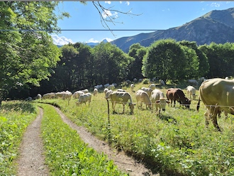 Asfo Santa Maria di Morinesio
